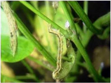 Infestation of pests on cotton, soybean crop in Parbhani district | परभणी जिल्ह्यात कापूस, सोयाबीन पिकावर किडीचा प्रादुर्भाव Infestation of pests on cotton, soybean crop in Parbhani district | परभणी जिल्ह्यात कापूस, सोयाबीन पिकावर किडीचा प्रादुर्भाव