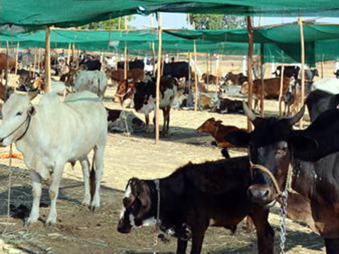 Parbhani: Drought Approval measures in the Model Code of Conduct | परभणी: आचारसंहितेत दुष्काळी उपाययोजनांना मंजुरी Parbhani: Drought Approval measures in the Model Code of Conduct | परभणी: आचारसंहितेत दुष्काळी उपाययोजनांना मंजुरी