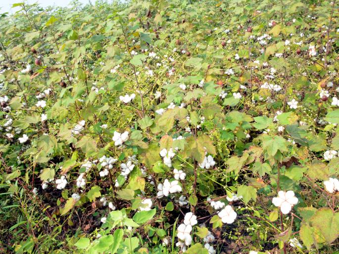 Parbhani: 3 thousand hectare / ha | परभणी : हेक्टरी २० हजारांचा फटका Parbhani: 3 thousand hectare / ha | परभणी : हेक्टरी २० हजारांचा फटका