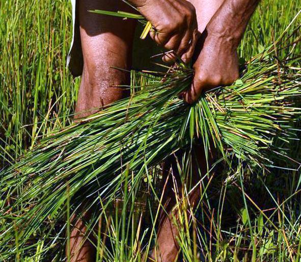 Parbhani: Documented fodder is planned | परभणी : कागदोपत्रीच केले चाऱ्याचे नियोजन Parbhani: Documented fodder is planned | परभणी : कागदोपत्रीच केले चाऱ्याचे नियोजन