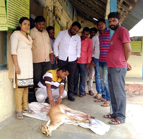 Parbhani: Deer in the dog attack injured | परभणी : कुत्र्यांच्या हल्ल्यात हरीण जखमी Parbhani: Deer in the dog attack injured | परभणी : कुत्र्यांच्या हल्ल्यात हरीण जखमी