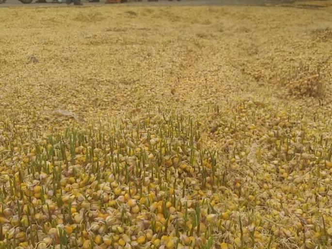 In Chalisgaon taluka, a huge loss of farmland was done on time | चाळीसगाव तालुक्यात अवकाळी माऱ्याने शेतमालाचे मोठे नुकसान In Chalisgaon taluka, a huge loss of farmland was done on time | चाळीसगाव तालुक्यात अवकाळी माऱ्याने शेतमालाचे मोठे नुकसान