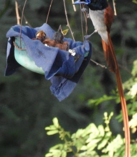 Lives for two puppies of the late dancer in Hatnur Dam area | हतनूर धरण क्षेत्रात स्वर्गीय नर्तक पक्ष्याच्या दोन पिलांना जीवदान Lives for two puppies of the late dancer in Hatnur Dam area | हतनूर धरण क्षेत्रात स्वर्गीय नर्तक पक्ष्याच्या दोन पिलांना जीवदान