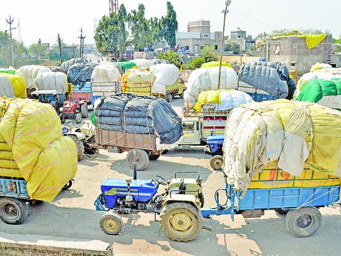 Cotton instead of banana grew in the field | शेंदुर्णीत केळीऐवजी कापसाचे क्षेत्र वाढले Cotton instead of banana grew in the field | शेंदुर्णीत केळीऐवजी कापसाचे क्षेत्र वाढले