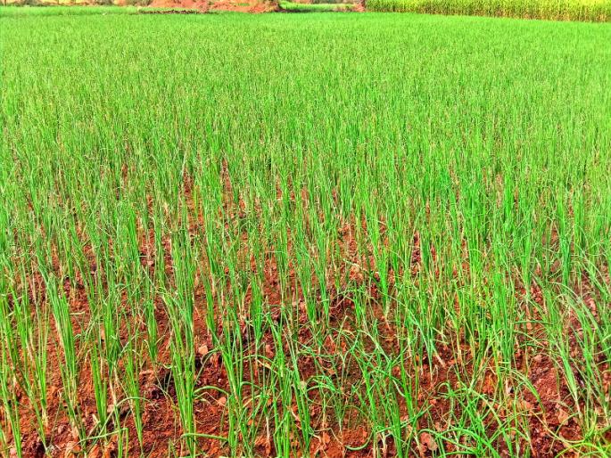 Onion falls 'sick' due to cloudy weather | ढगाळ हवामानामुळे कांदा पडतोय ‘आजारी’ Onion falls 'sick' due to cloudy weather | ढगाळ हवामानामुळे कांदा पडतोय ‘आजारी’