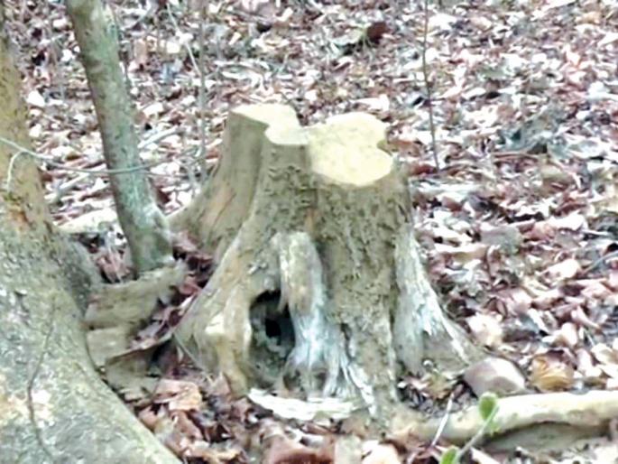 Snake stolen from the Narendra mountains, ignored forest department | नरेंद्र डोंगरातून सागवान चोरीला, वन विभागाचे दुर्लक्ष Snake stolen from the Narendra mountains, ignored forest department | नरेंद्र डोंगरातून सागवान चोरीला, वन विभागाचे दुर्लक्ष