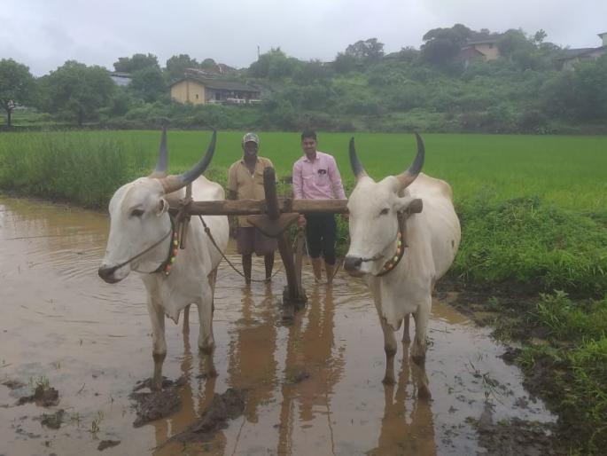 Heavy rains in Igatpuri taluka | इगतपुरी तालुक्यात पावसाची दमदार हजेरी Heavy rains in Igatpuri taluka | इगतपुरी तालुक्यात पावसाची दमदार हजेरी