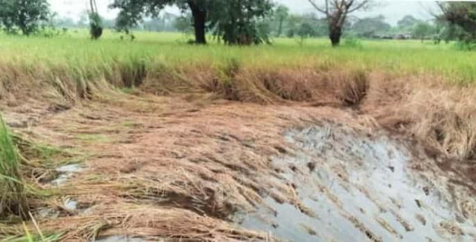 Disease invasion of paddy | भातपिकावर रोगांचे आक्रमण