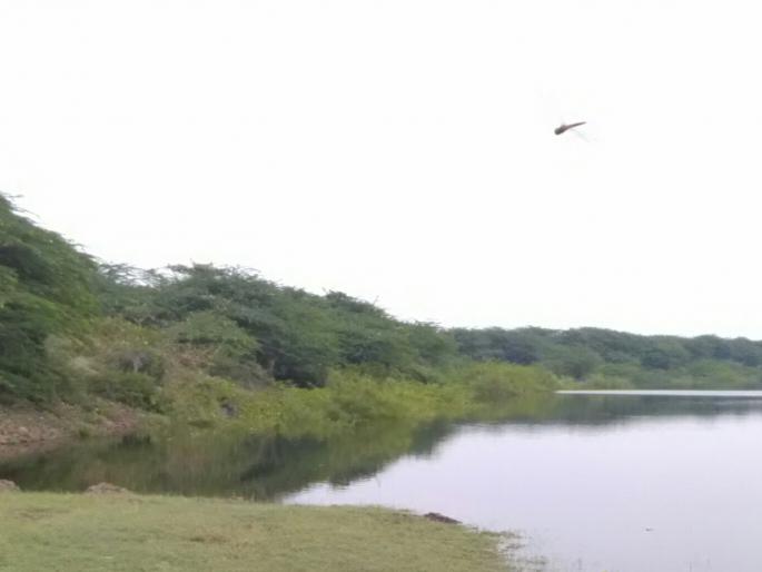 The safety of the lake in the wake of the burning sensation of Shavali | बाभळीच्या मुळ्या उठल्यात तलावाच्या सुरक्षिततेवर The safety of the lake in the wake of the burning sensation of Shavali | बाभळीच्या मुळ्या उठल्यात तलावाच्या सुरक्षिततेवर