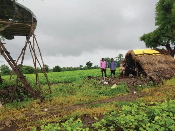 Farmers have to 'wake up' to protect crops from wild animals | वन्य प्राण्यांपासून पिकाच्या रक्षणासाठी शेतकऱ्यांना करावी लागते ‘जागल’ Farmers have to 'wake up' to protect crops from wild animals | वन्य प्राण्यांपासून पिकाच्या रक्षणासाठी शेतकऱ्यांना करावी लागते ‘जागल’