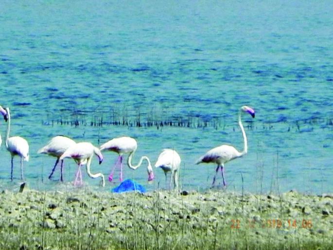 Arrival of Flemingo Birds on Lake Ekburji | एकबुर्जी तलावावर रोहीत पक्ष्यांचे आगमन Arrival of Flemingo Birds on Lake Ekburji | एकबुर्जी तलावावर रोहीत पक्ष्यांचे आगमन