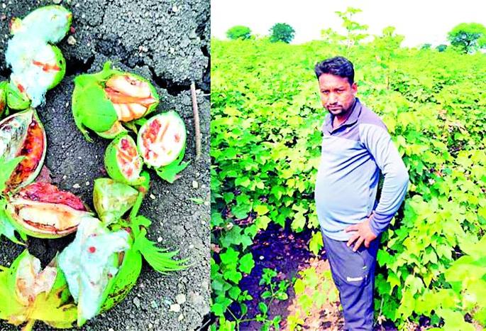 Farmers depend on rabi season only | रबी हंगामावरच शेतकऱ्यांची भिस्त Farmers depend on rabi season only | रबी हंगामावरच शेतकऱ्यांची भिस्त