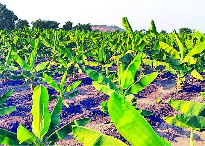 Waiting for Selu's banalism | सेलूच्या केळीला गतवैभवाची प्रतीक्षा Waiting for Selu's banalism | सेलूच्या केळीला गतवैभवाची प्रतीक्षा