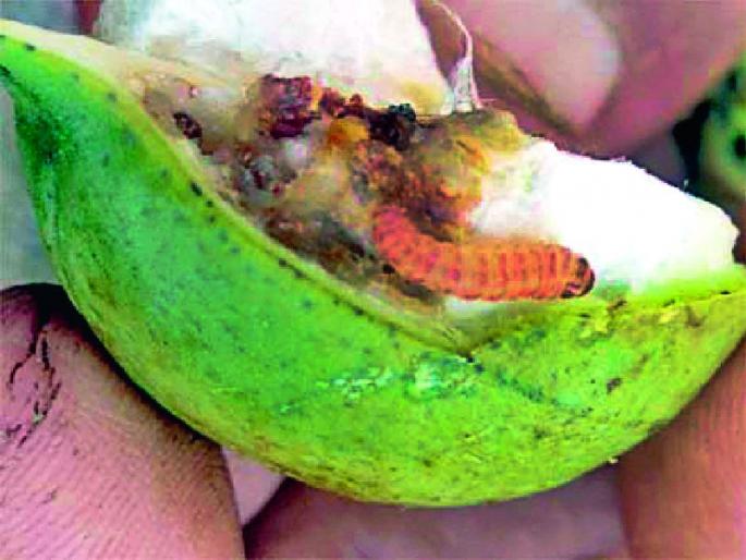 When does a bollworm grant a while? | बोंडअळीचे अनुदान देता तरी केव्हा? When does a bollworm grant a while? | बोंडअळीचे अनुदान देता तरी केव्हा?