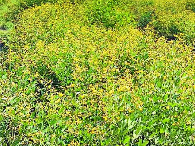 'Attack' of pods | शेंगा पोखरणाऱ्या अळीचा ‘अटॅक’ 'Attack' of pods | शेंगा पोखरणाऱ्या अळीचा ‘अटॅक’