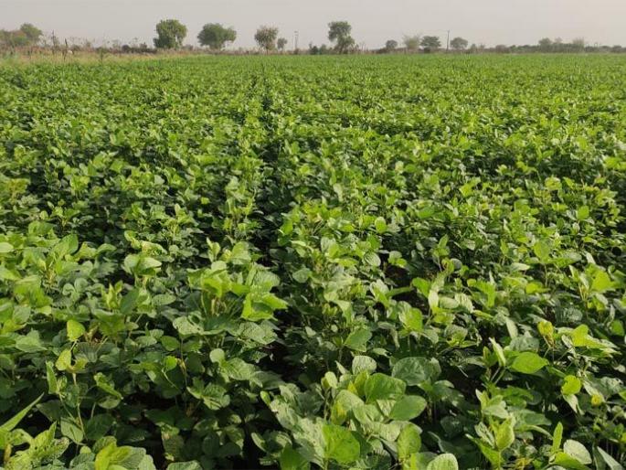 Production of 18 quintals of soybean in two acres | दोन एकरांत घेतले तब्बल १८ क्विंटल सोयाबीनचे उत्पादन Production of 18 quintals of soybean in two acres | दोन एकरांत घेतले तब्बल १८ क्विंटल सोयाबीनचे उत्पादन