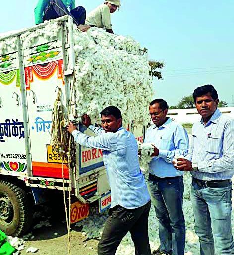 Less response to buying cotton | कापूस खरेदीला अल्प प्रतिसाद Less response to buying cotton | कापूस खरेदीला अल्प प्रतिसाद