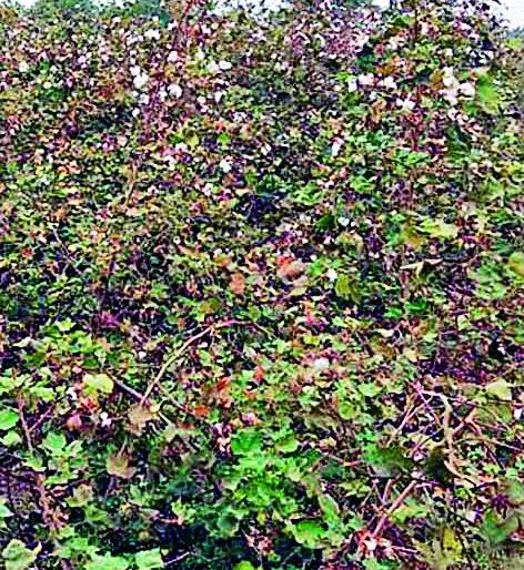 Hope for cotton bottleneck subsidy | कापूस बोंडअळी अनुदानाची आशा धुसर Hope for cotton bottleneck subsidy | कापूस बोंडअळी अनुदानाची आशा धुसर