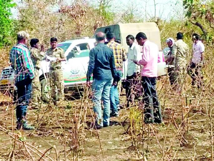 Tiger attack; The calf wounded, the farmer escaped | वाघाचा हल्ला; वासरु जखमी, शेतकरी बचावला Tiger attack; The calf wounded, the farmer escaped | वाघाचा हल्ला; वासरु जखमी, शेतकरी बचावला