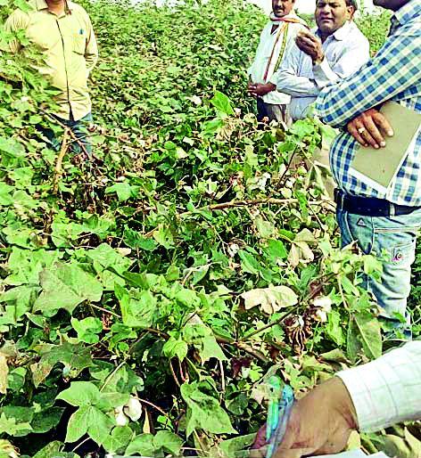 Agricultural Assistants should conduct immediate survey of crop sowing | कृषी सहायकांनी कपाशी पिकांचे तत्काळ सर्वेक्षण करावे Agricultural Assistants should conduct immediate survey of crop sowing | कृषी सहायकांनी कपाशी पिकांचे तत्काळ सर्वेक्षण करावे