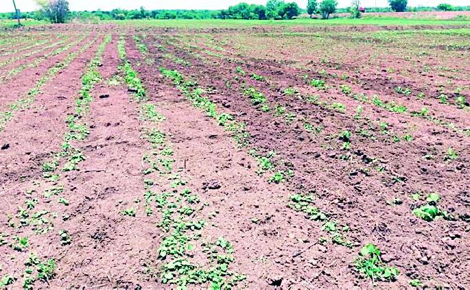 Ran pigs ruined cotton | रान डुकरांनी केली कपाशीची नासाडी