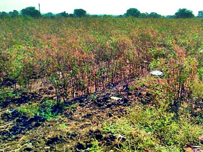 In the subdivision, tur farmer farmers suffer after cropping | कपाशीनंतर उपविभागातील तूर उत्पादक शेतकरी संकटात In the subdivision, tur farmer farmers suffer after cropping | कपाशीनंतर उपविभागातील तूर उत्पादक शेतकरी संकटात