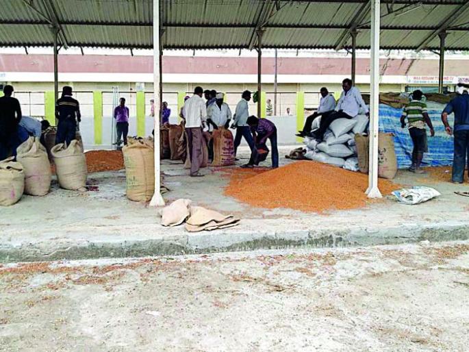 2,173 farmers open the door for purchase of tur | २,१७३ शेतकऱ्यांच्या तूर खरेदीचा मार्ग मोकळा