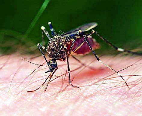 Defeat malaria through public awareness and resistance | जनजागृती आणि प्रतिरोधातूनच हिवतापावर मात