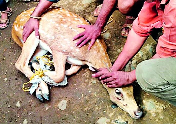 Chital injured in the attack of dogs | श्वानांच्या हल्ल्यात चितळ जखमी