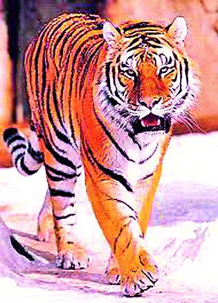 Conflicts in Civil and Forest Officers | नागरिक व वनअधिकाऱ्यांत संघर्ष वाढला Conflicts in Civil and Forest Officers | नागरिक व वनअधिकाऱ्यांत संघर्ष वाढला