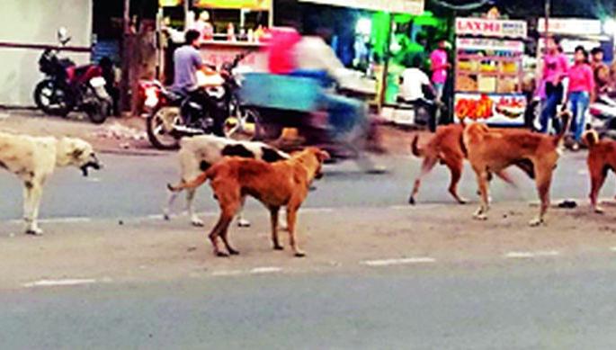 Snake bites to 96 farmers in nine months | नऊ महिन्यात ९६ शेतकऱ्यांना सर्पदंश Snake bites to 96 farmers in nine months | नऊ महिन्यात ९६ शेतकऱ्यांना सर्पदंश