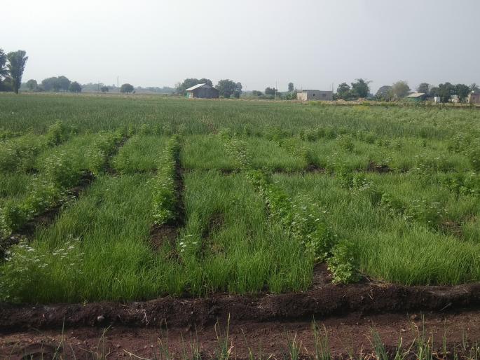 The price of gold came to the onion plants during the summer | उन्हाळं कांदा रोपांना आला सोन्याचा भाव The price of gold came to the onion plants during the summer | उन्हाळं कांदा रोपांना आला सोन्याचा भाव