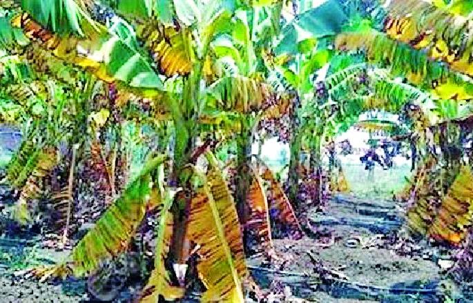 In Pusad taluka, severe water scarcity crops hit | पुसद तालुक्यात भीषण पाणीटंचाईचा पिकांना फटका In Pusad taluka, severe water scarcity crops hit | पुसद तालुक्यात भीषण पाणीटंचाईचा पिकांना फटका