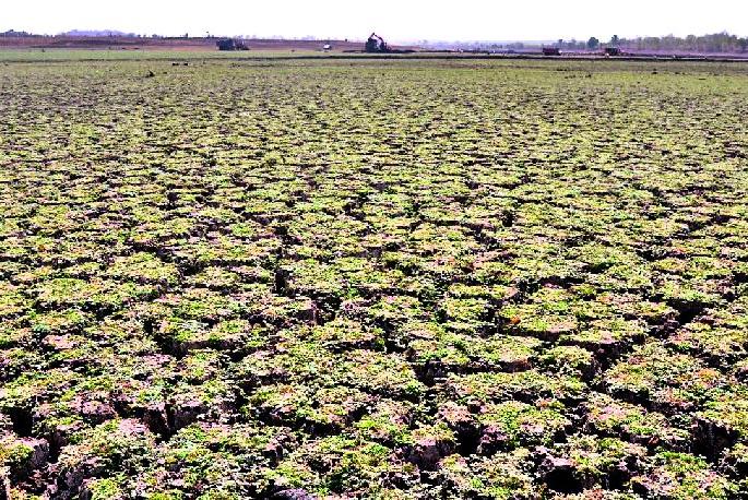 Many business wasted due to water scarcity | पाणीटंचाईने अनेक व्यवसाय बुडाले Many business wasted due to water scarcity | पाणीटंचाईने अनेक व्यवसाय बुडाले