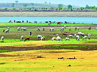 130 cozy water reserved for drinking | १३० दलघमी पाणी पिण्यासाठी आरक्षित