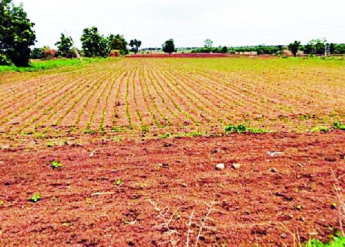 Rain of complaints against seeds | बियाण्यांविरुद्ध तक्रारींचा पाऊस Rain of complaints against seeds | बियाण्यांविरुद्ध तक्रारींचा पाऊस