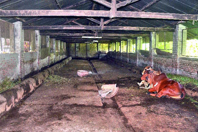 Increase the number of condoms! | कोंडवाड्यांची संख्या वाढवा! Increase the number of condoms! | कोंडवाड्यांची संख्या वाढवा!