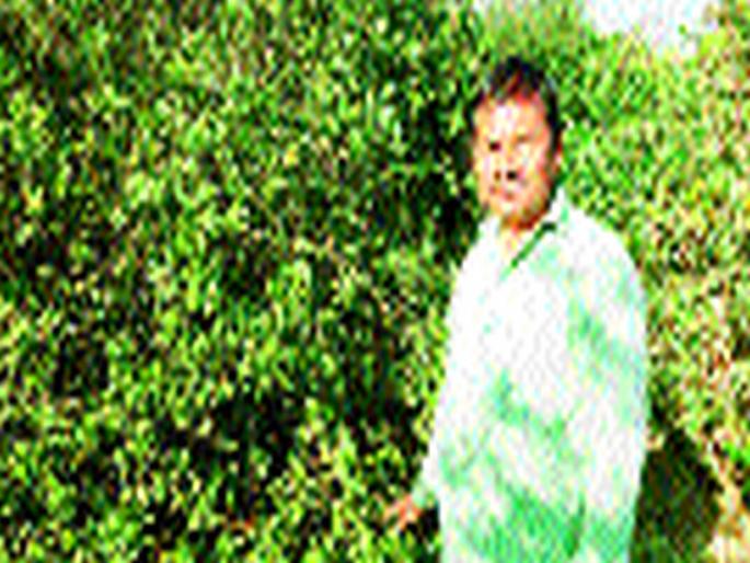 A half acre yield of one-and-a-half acre from Limba | दीड एकरमधील लिंबापासून वार्षिक आठ लाखांचे उत्पन्न A half acre yield of one-and-a-half acre from Limba | दीड एकरमधील लिंबापासून वार्षिक आठ लाखांचे उत्पन्न