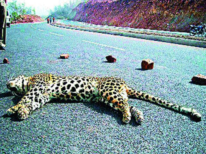 Six eleven incidents killed in eleven months | अकरा महिन्यांत सहा बिबटे अपघातांत ठार Six eleven incidents killed in eleven months | अकरा महिन्यांत सहा बिबटे अपघातांत ठार