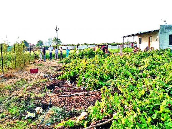 Exported grape to Sonjamb falls | सोनजांबला निर्यातक्षम द्राक्षबाग कोसळली Exported grape to Sonjamb falls | सोनजांबला निर्यातक्षम द्राक्षबाग कोसळली