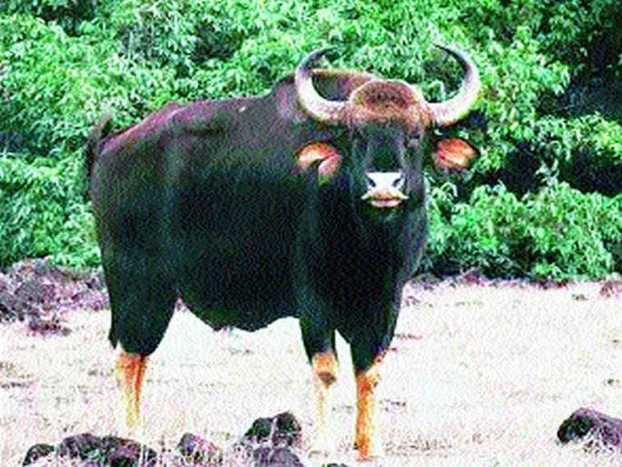  A rango, chital and five ashwels in North Maharashtra | उत्तर महाराष्टत एक रानगवा, चितळ अन् पाच अस्वले