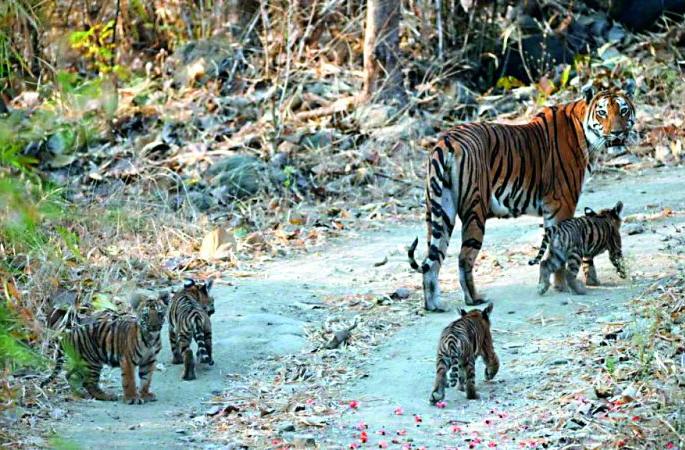 About 10 tigers visit Tipeshwar Sanctuary on the same day! | टिपेश्वर अभयारण्यात एकाच दिवशी चक्क १० वाघांचे दर्शन ! About 10 tigers visit Tipeshwar Sanctuary on the same day! | टिपेश्वर अभयारण्यात एकाच दिवशी चक्क १० वाघांचे दर्शन !