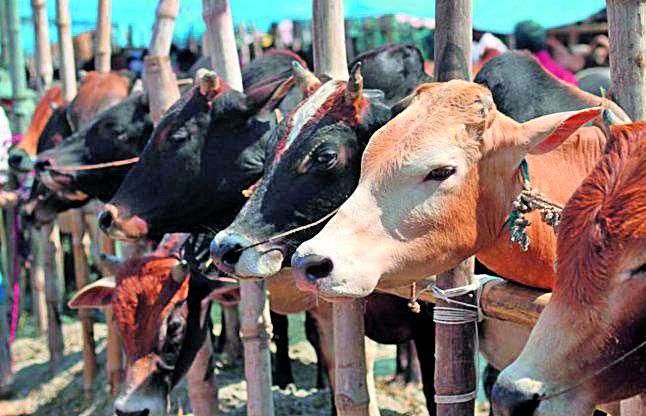 Load of 3 crore animals on the reliance of 1500 doctors | १५०० डॉक्टरांच्या भरवशावर ३ कोटी पशूंचा भार Load of 3 crore animals on the reliance of 1500 doctors | १५०० डॉक्टरांच्या भरवशावर ३ कोटी पशूंचा भार
