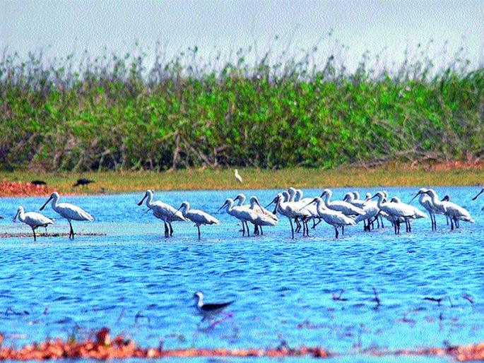 Nandurmeshwar Lord's possible in the list of 'Ramsar' | ‘रामसर’च्या यादीत नांदूरमधमेश्वर शक्य