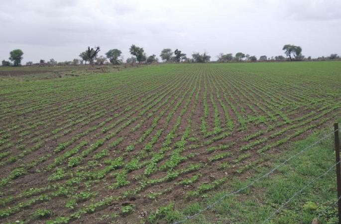 Insurance coverage of crops up to 3 lakh hectares has no support | ३६ लाख हेक्टरवरील पिकांचे विमा कवच रामभरोसे