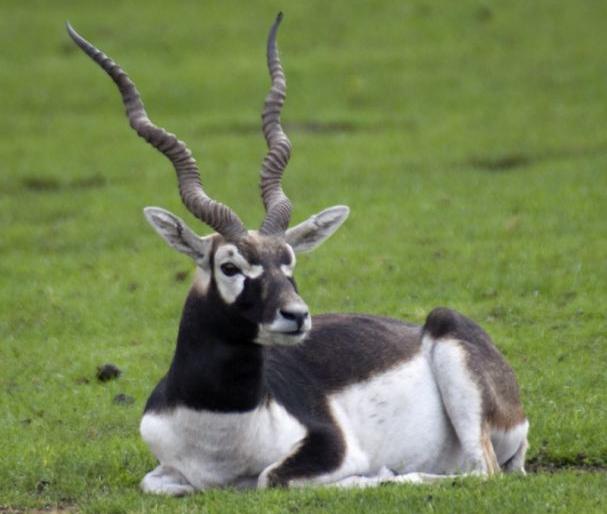 The number of antelopes in Gondia district is around 400 but ... | गोंदिया जिल्ह्यात काळविटांची संख्या ४०० च्या घरात पण... The number of antelopes in Gondia district is around 400 but ... | गोंदिया जिल्ह्यात काळविटांची संख्या ४०० च्या घरात पण...