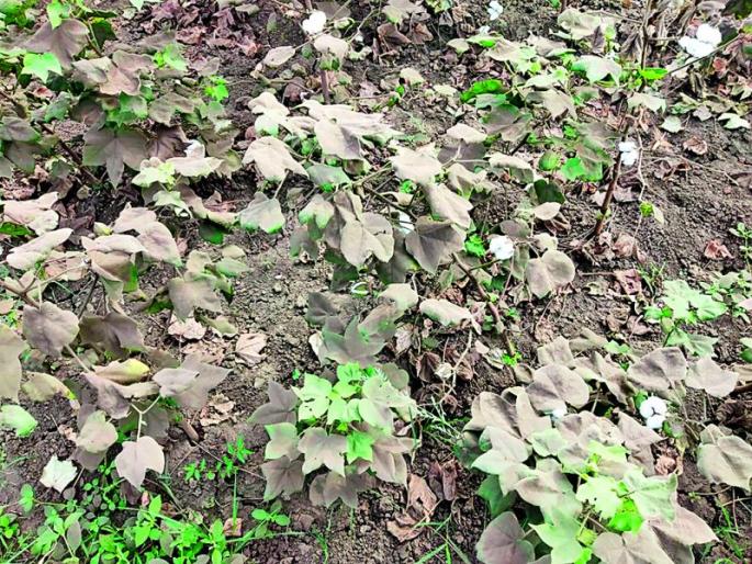 Black dust on the white gold in Nagpur district | पांढऱ्या सोन्यावर बसली काळी धूळ