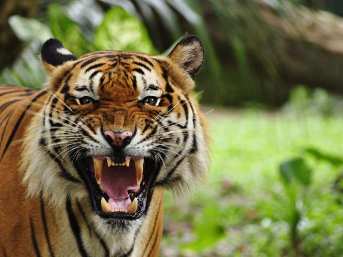 T-1Tigress; attitude of Private shooter is problematic | टी-१ वाघीण; खासगी शूटरची ‘नवाबी’ भोवली T-1Tigress; attitude of Private shooter is problematic | टी-१ वाघीण; खासगी शूटरची ‘नवाबी’ भोवली