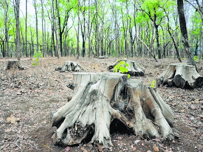 400 teak wood tress slaughter illegally in Nagpur division | नागपूर विभागात ४०० सागवानाची अवैध कत्तल 400 teak wood tress slaughter illegally in Nagpur division | नागपूर विभागात ४०० सागवानाची अवैध कत्तल
