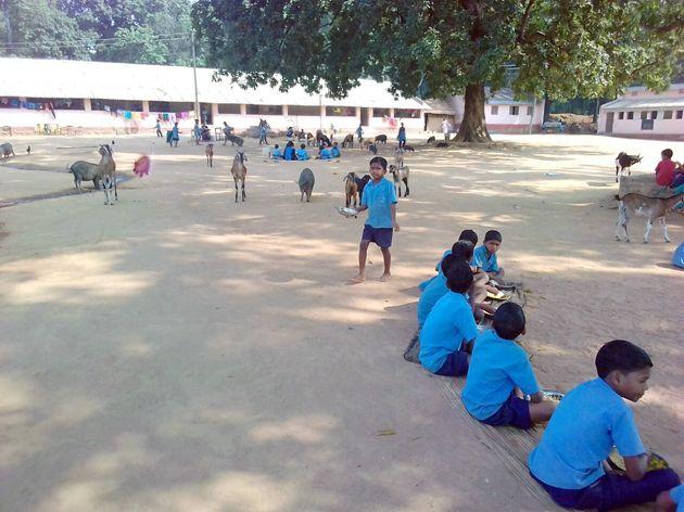 In the Ashramshal of Gadchiroli, the pigs also with the students | गडचिरोलीतील आश्रमशाळेत विद्यार्थ्यांसोबत डुकरांचाही वावर